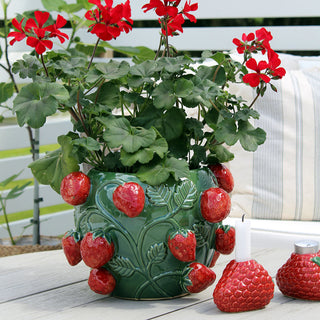 Potted Strawberry 