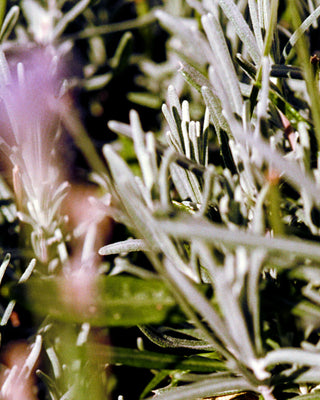 Hand Cream No.092 Sage/Rosemary/Lavender
