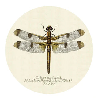 Coasters Dragonfly (Set of 4)