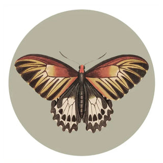 Coasters Butterfly (Set of 4)