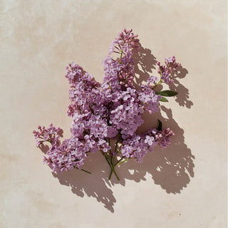 Reed Diffuser - Cotton Clouds