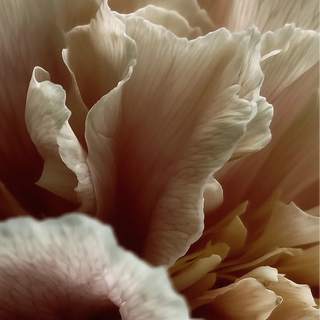 Doftljus - Driftwood Peony