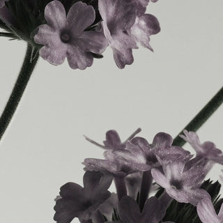 Doftljus - Verbena Nectar